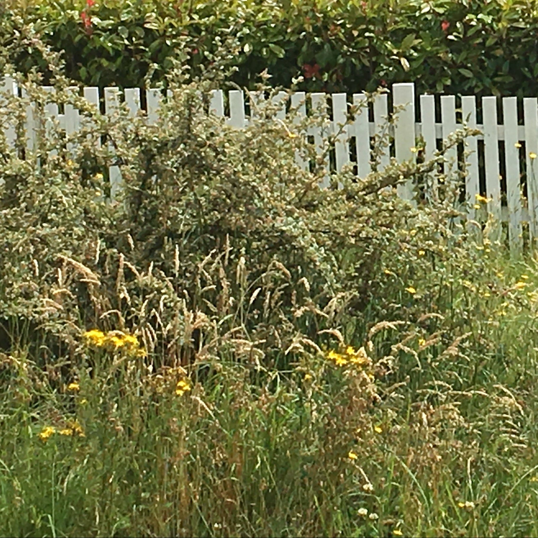 Garden Clean Ups | Joe's Gardens Auckland